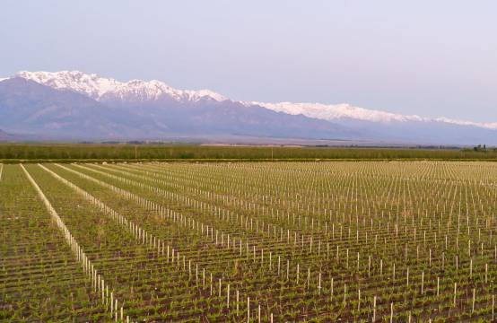 UItzicht op de wijngaarden
